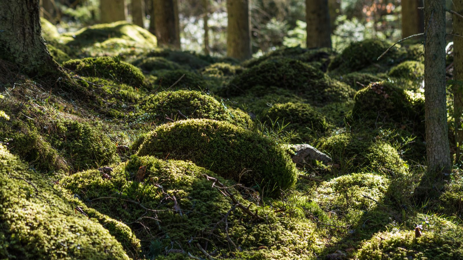 Uziemianie energetyczne: boso, oddech, obsydian i turmalin