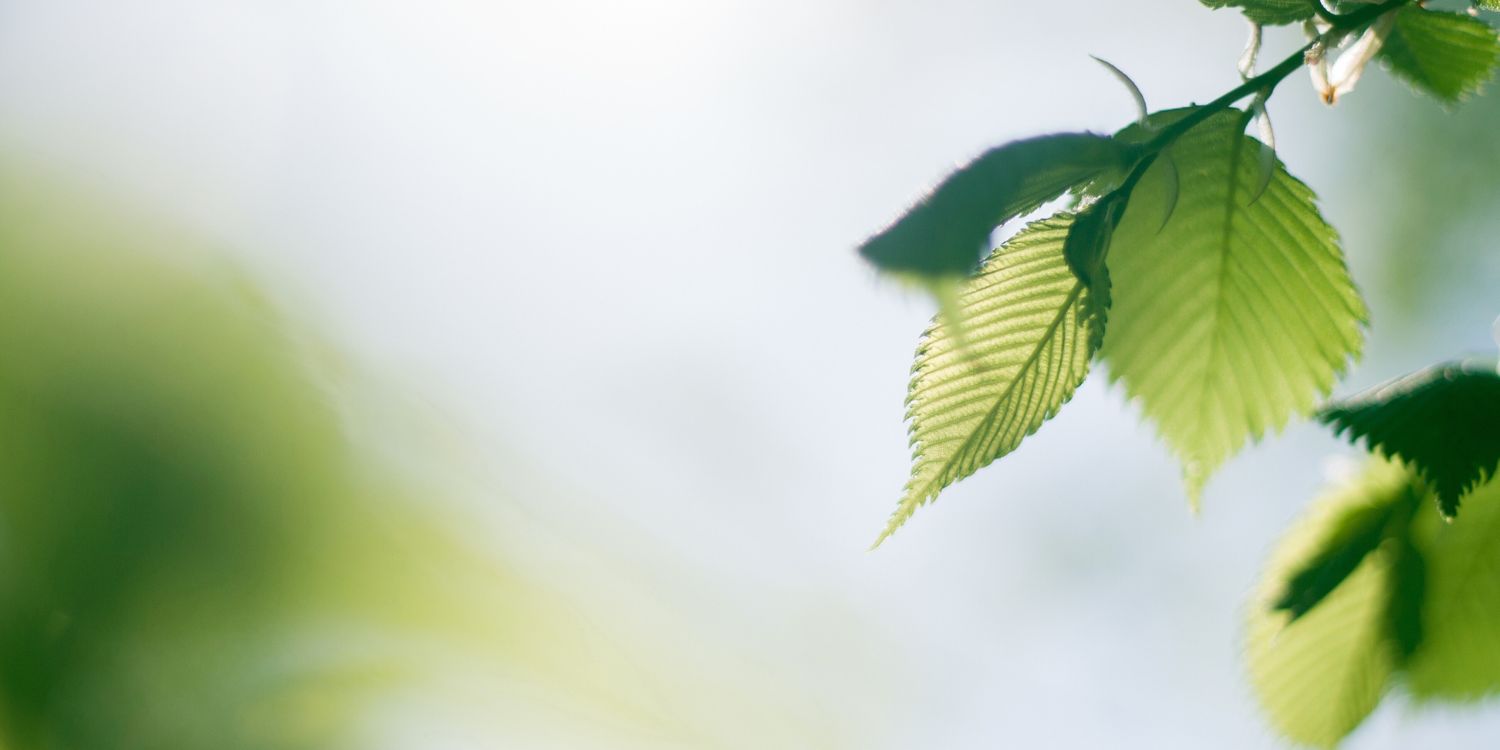 Orgonit, Dysk Cymatyczny czy Naszyjnik Skalarny – Co Wybrać?