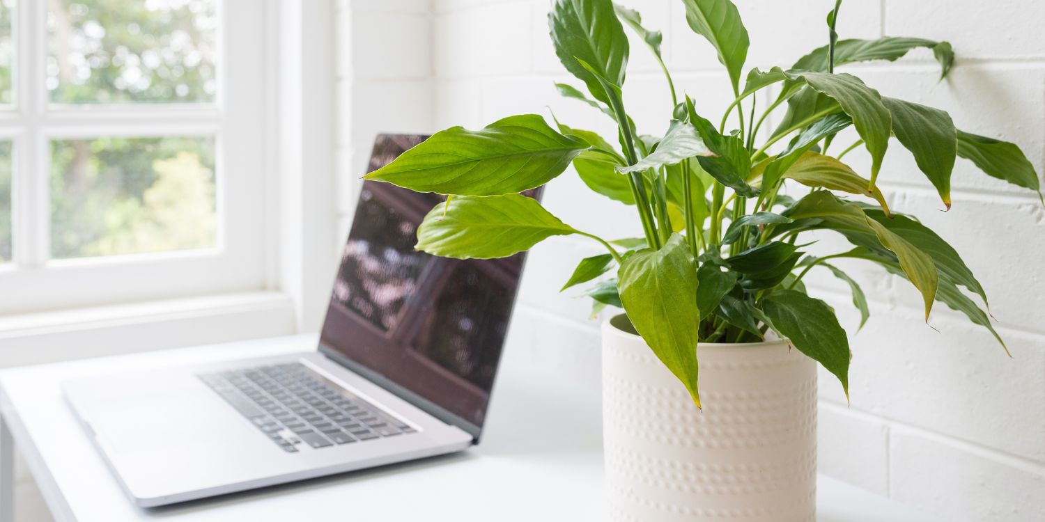 Domowe Biuro – Jak Zminimalizować Promieniowanie?